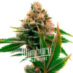 Skywalker x Girl Scout Cookies