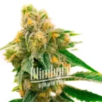 Sour Skies