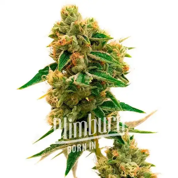 Tangie x Chocolope Marijuana Plant