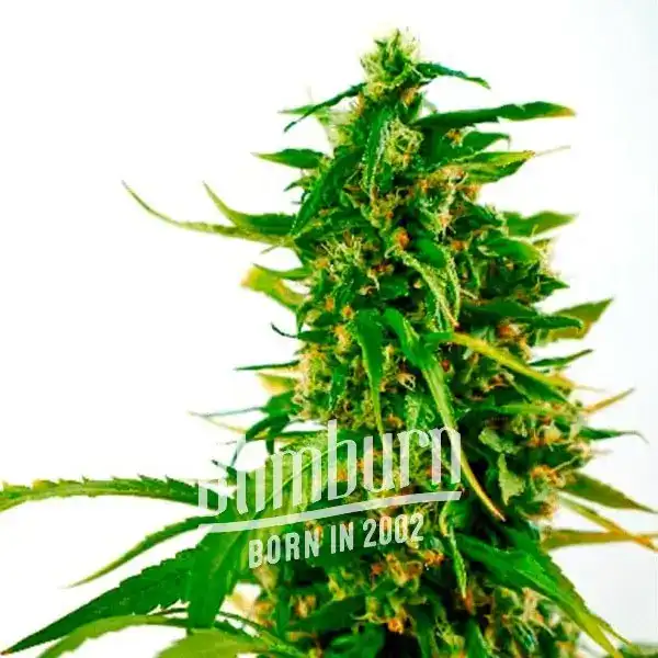 Wedding Cake – Semi cannabis