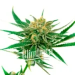 White Amnesia