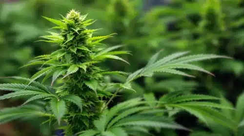 How to Grow Cannabis: Starting this Planting Process in Your Home