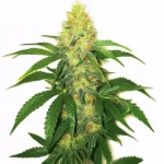 Trichome-rich AK 47 cannabis strain with vibrant green leaves and orange pistils.