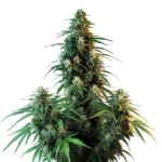 Dense buds of AK 47 Auto with orange pistils and bright green leaves