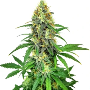 AK-47 F1 cannabis strain with dense resinous buds.