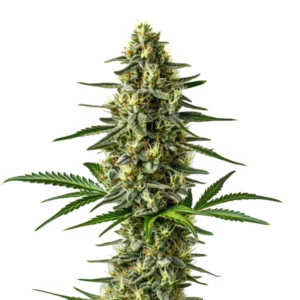 Afghan cannabis plant with dense indica buds and broad dark green leaves.