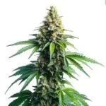 Afghan Kush plant with resin-covered buds, representing a pure indica landrace strain from Blimburn Seeds