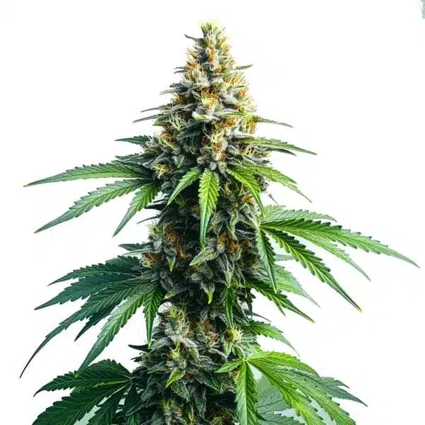 Afghan Kush cannabis plant with dense buds and vibrant green leaves covered in orange pistils.
