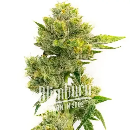 Agent Orange Regular