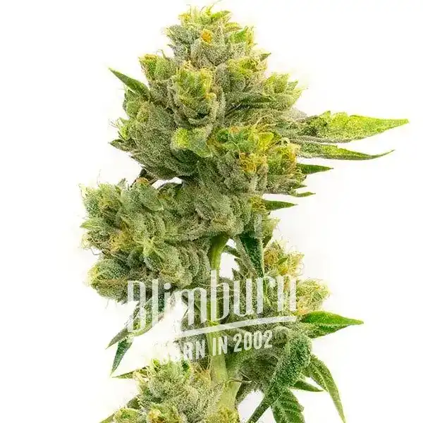 Agent Orange Regular