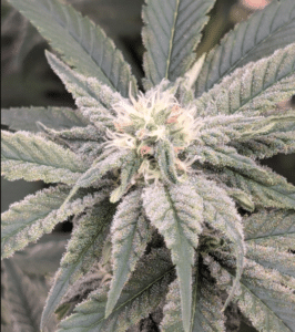 Strawberry Cough feminized seeds plant showing vibrant white pistils and frost-covered green leaves during the flowering phase.