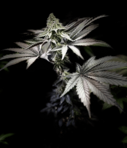 Candyland Peyote feminized seeds plant in bloom with frosty trichomes and dark serrated leaves in a studio setting.