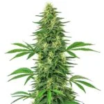 Alien OG cannabis plant with frosty trichomes and bright orange pistils from Blimburn Seeds