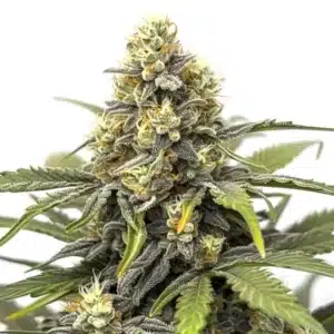 Amnesia cannabis flower with bright orange pistils and elongated shape.