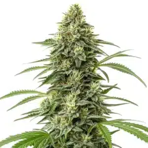 Amnesia Regular cannabis plant with tall structure and sparkling trichomes.