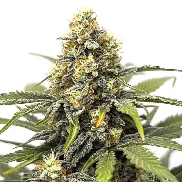 Amnesia cannabis flower with bright orange pistils and elongated shape.