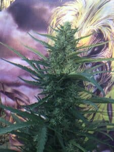 Granddaddy x Bruce Banner feminized seeds plant showing a thick main flower cola with resinous green buds.
