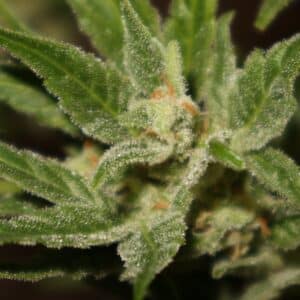 Blueberry Mazar Auto feminized seeds plant with heavy trichome coverage on its flowering top.