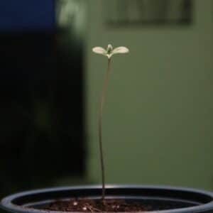 Blueberry Mazar Auto feminized seeds seedling showing initial leaf development in a starter pot.