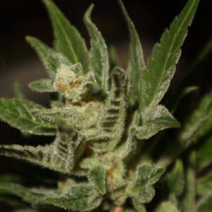 Blueberry Mazar Auto feminized seeds flower macro featuring crystalline resin and developing pistils.
