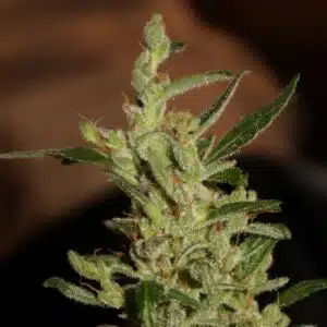 Super Skunk Auto feminized seeds plant showing early flower formation and resinous green leaves.