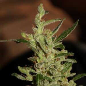 Super Skunk Auto feminized seeds plant showing early flower formation and resinous green leaves.