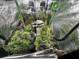 Blue Head Band cannabis plants growing in a reflective indoor tent with a green circulation fan.