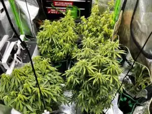 Several Blue Head Band plants in an indoor cultivation setup showing healthy leaf structure and budding sites.