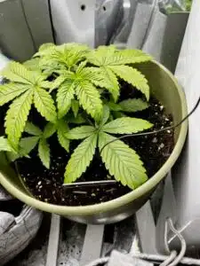 Young Blue Head Band plant in early vegetative growth with broad green fan leaves in a round pot.