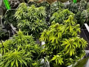 Developing flower clusters of Blue Head Band plants with prominent light-colored pistils in an indoor garden.