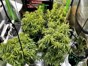 Several Blue Head Band plants in an indoor cultivation setup showing healthy leaf structure and budding sites.