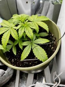 Young Blue Head Band plant in early vegetative growth with broad green fan leaves in a round pot.