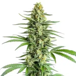 Big Bud Regular cannabis plant with massive dense flowers covered in resin.