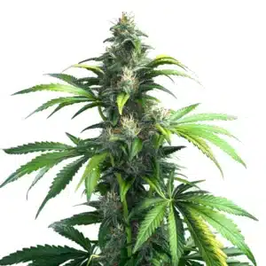 Black Demon OG cannabis bud with deep green and dark purple tones, covered in frosty trichomes