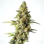 Black Domina x Scott’s OG strain with frosty buds and citrus aroma.