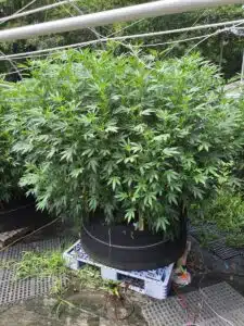 Large Blackberry Kush cannabis plant with dense green leaves growing in a black fabric pot outdoors.