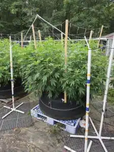 Vibrant Blackberry Kush cannabis plant showing healthy vegetative growth and wide leaf structure in an outdoor garden.