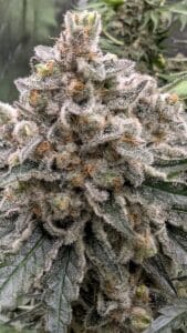 Close-up of a Blueberry cannabis bud showing intense trichome coverage and resin glands.