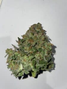 Detailed close-up of a Blueberry Auto cannabis flower bud with visible resin and orange hairs.