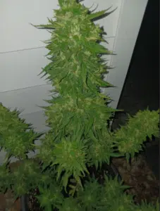 Blueberry x Big Bud autoflower seeds grow gallery showing a mature cannabis plant with a thick main cola and vibrant green foliage.
