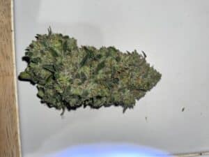 Blueberry Auto cannabis plants in the flowering stage under indoor cultivation.