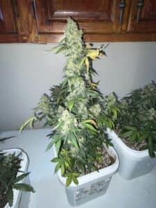 Mature Blueberry Auto cannabis plant featuring a prominent central flowering top.