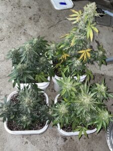 Resinous Blueberry Auto cannabis bud shown in a horizontal close-up view after harvest.