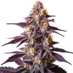 Blueberry x Big Devil Auto cannabis with purple leaves, orange pistils, and frosty buds.