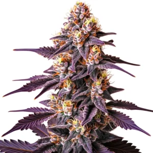 Blueberry x Big Devil Auto cannabis with purple leaves, orange pistils, and frosty buds.