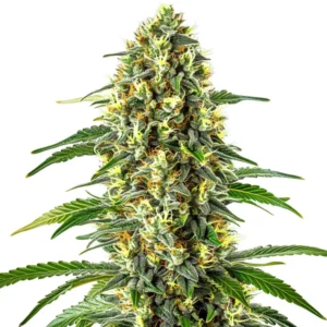 Blueberry x Cream Cheese Auto bud with sugar-coated calyxes, orange hairs, and green leaves.