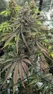 Blueberry cannabis plant with purple leaves under a trellis net in an indoor grow room.