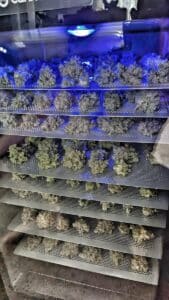 Blueberry cannabis plant with purple leaves under a trellis net in an indoor grow room.