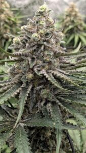 Close-up of a Blueberry cannabis bud showing intense trichome coverage and resin glands.