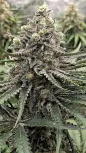 Close-up of a Blueberry cannabis bud showing intense trichome coverage and resin glands.